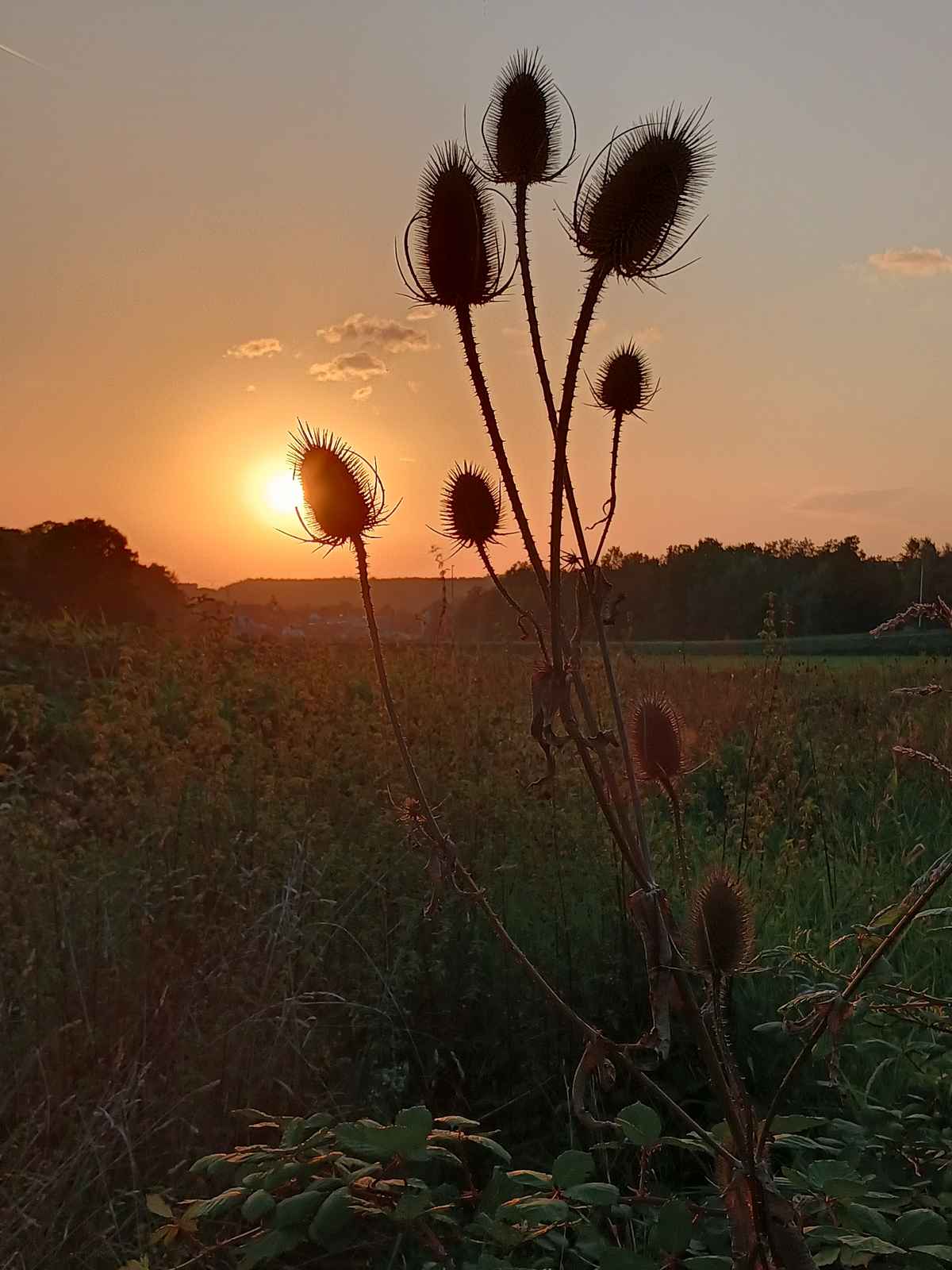 Distel im Sonnenuntergang 2