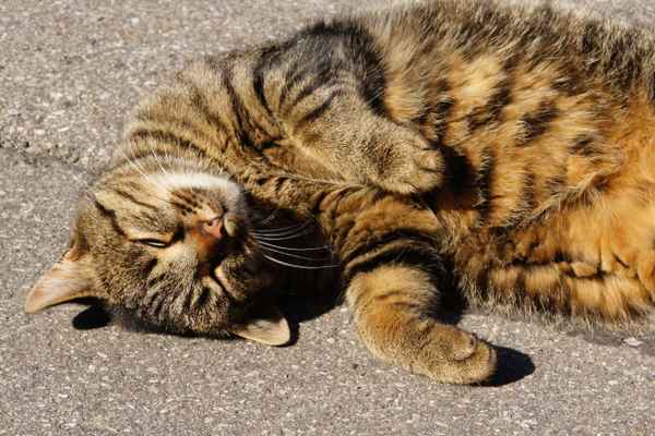 Schmusekatze