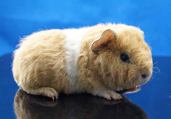 junges US Teddy Meerschweinchen