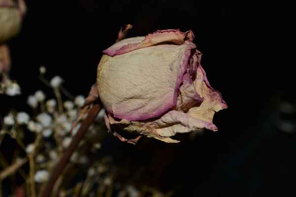 Rose verwelkt
