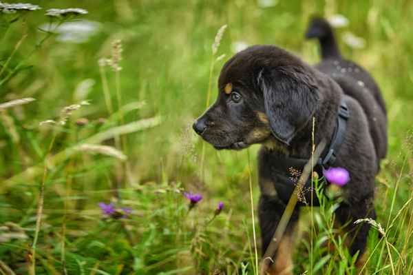 Welpe auf der grünen Wiese