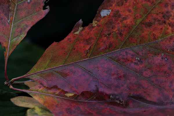 Mit Spitze