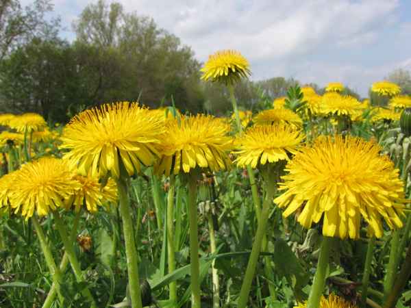 Löwenzahn