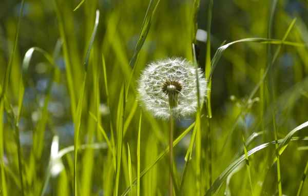 Pusteblume