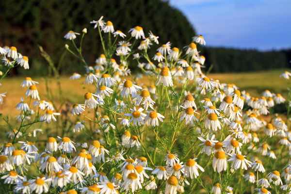 Kamille im Sommer