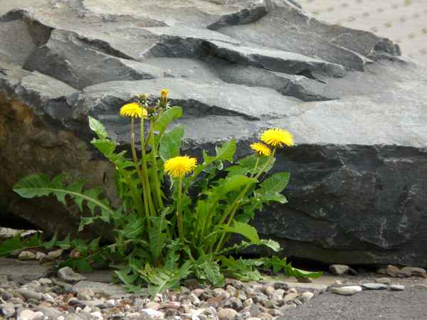 Löwenzahl vor einem Fels
