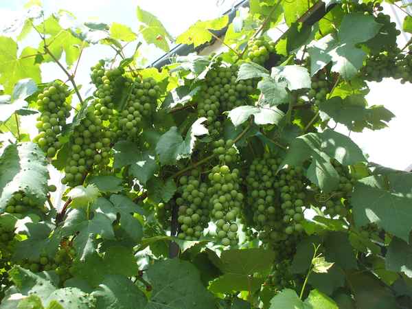 Weintrauben