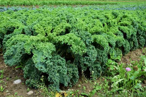 Gemüsefeld: Federkohl