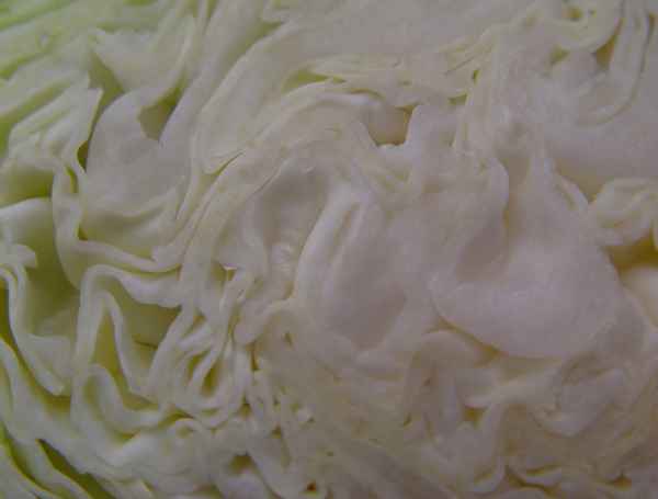 Kraut