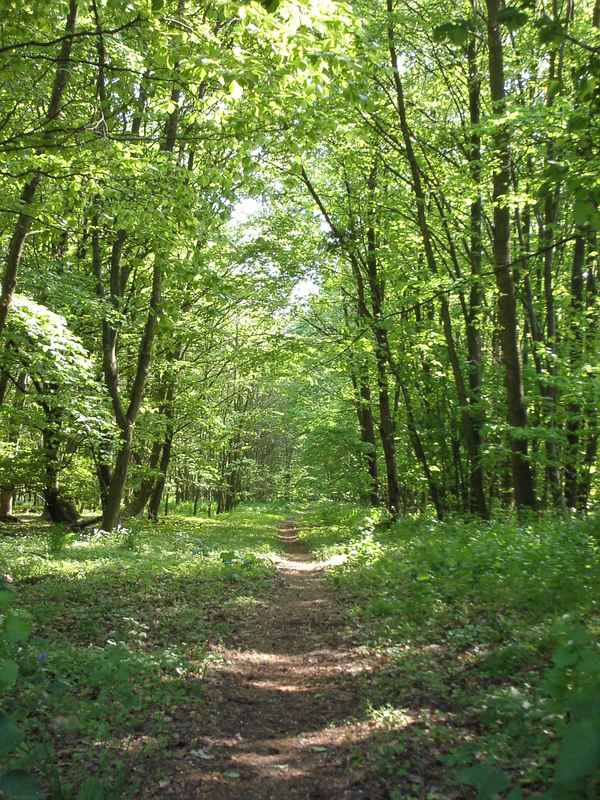 Waldweg im Frühling