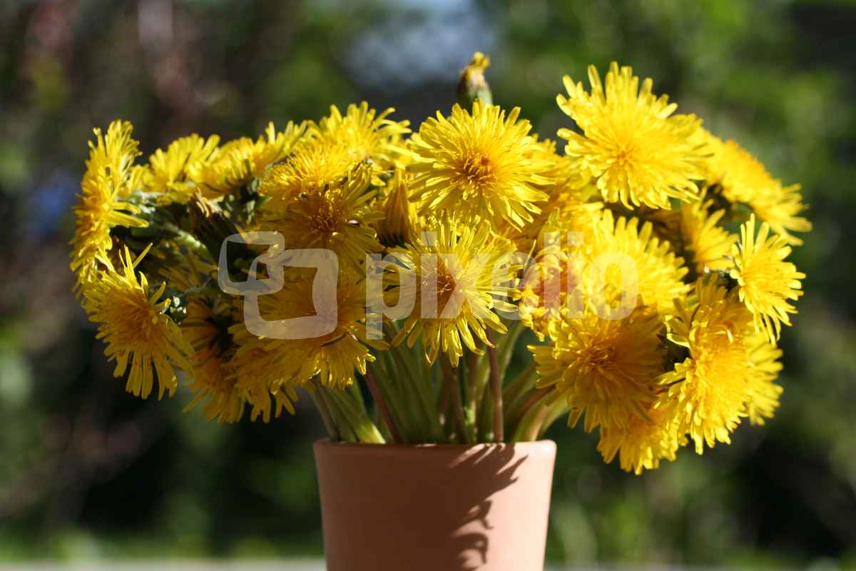 Löwenzahn in der Vase 2