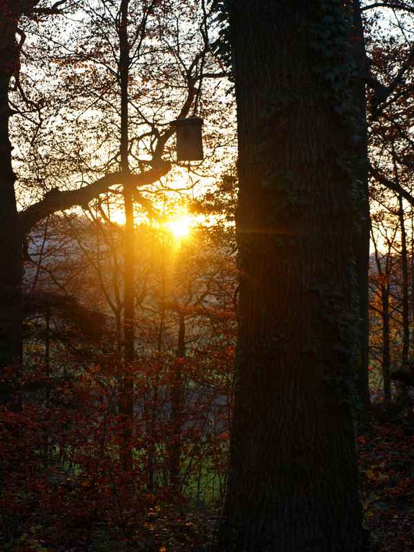 Novembersonne im Herbstwald