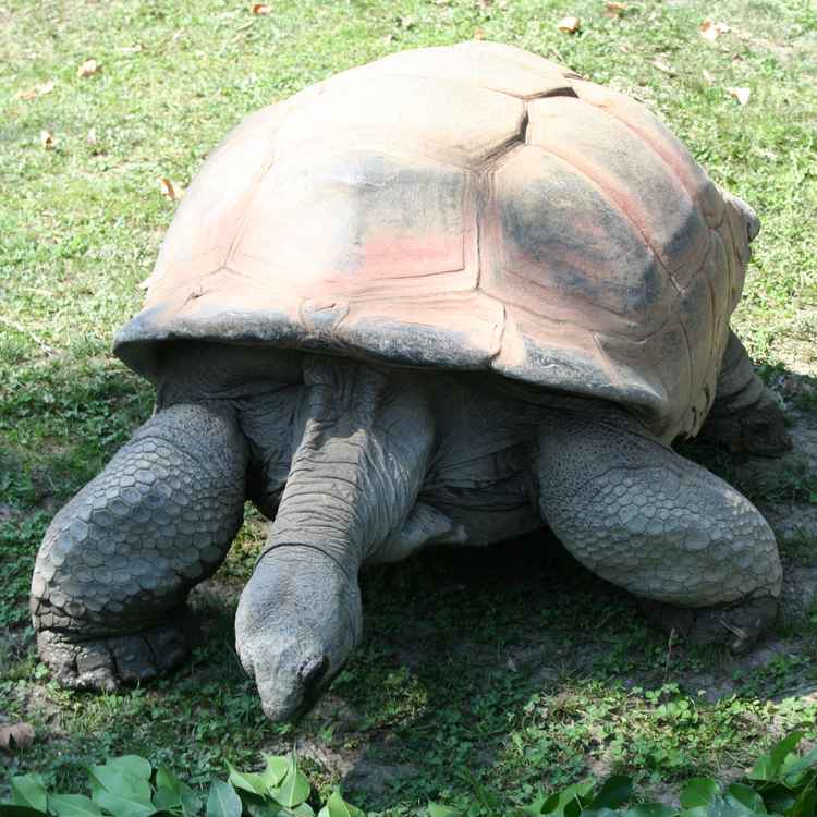 Riesenschildkröte