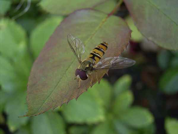 Ein "Flieger" auf einem Blatt