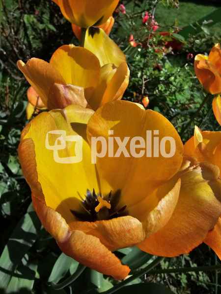 Gelbe Tulpen