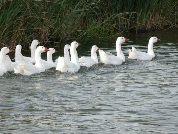 Gänse 01