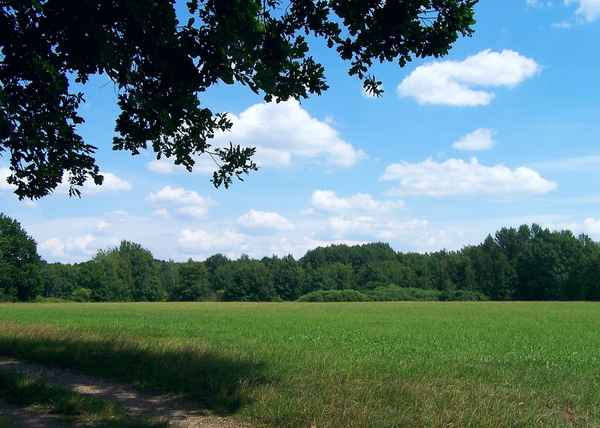 Am Waldessaum