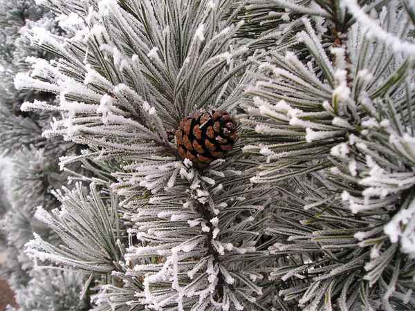 kleiner Tannenzapfen