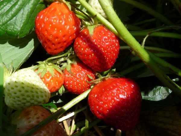 Lecker Erdbeeren!