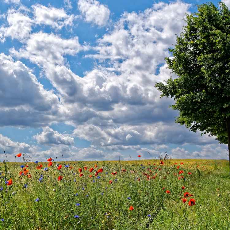 Wolken ziehen überm Feld