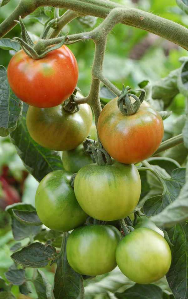 Tomaten