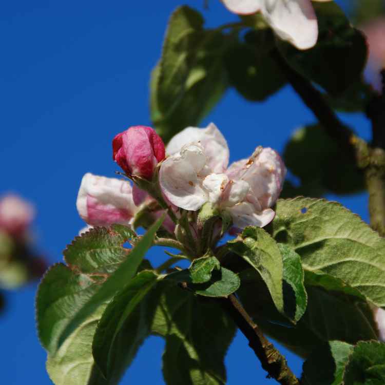 Apfelblüte 05