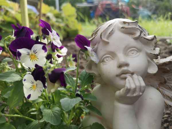 Stiefmütterchen und Engel