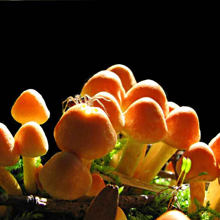 Die Pilzsaison hat begonnen