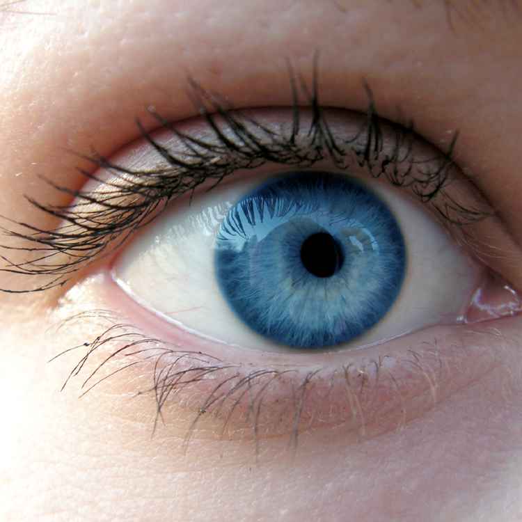 Auge