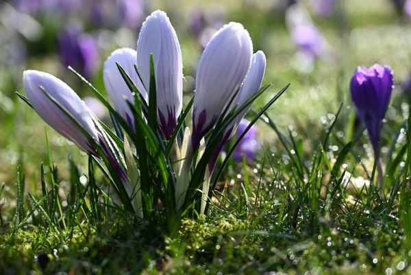 Krokusse im Morgenlicht
