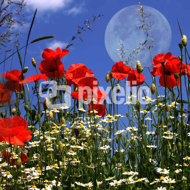 Mohndlandschaft