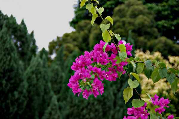 Im Garten des Sultans 5