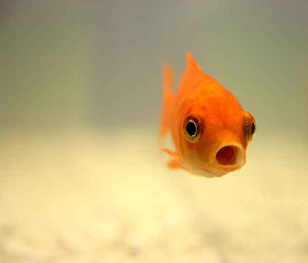 bucurescu 0106 fisch