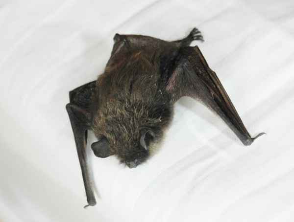 Fledermaus