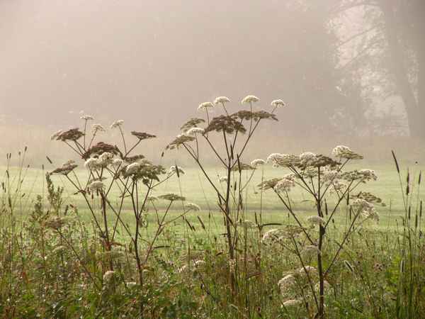Natur im Morgennebel
