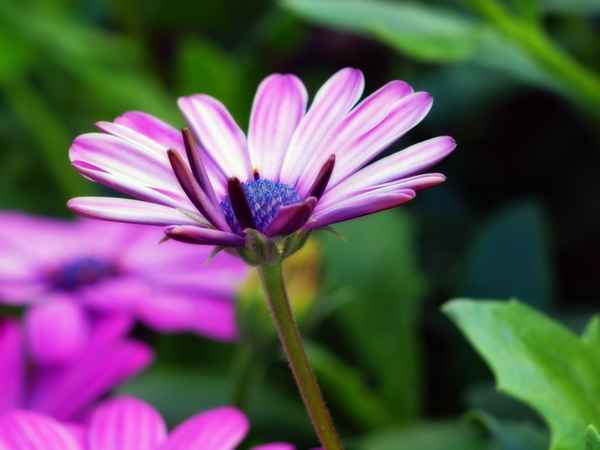 blaue rosa blüte