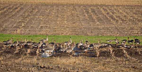 wildgänse bei der rast