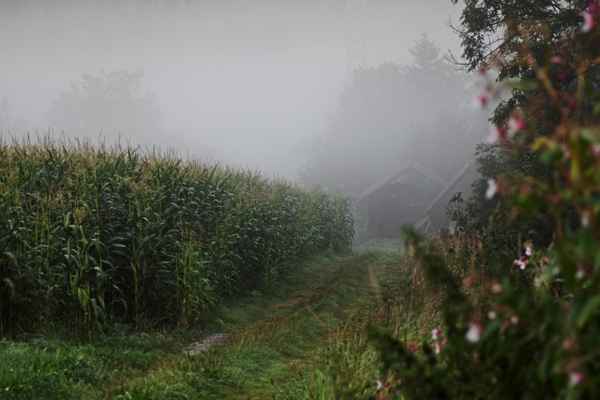 Nebel am Maisfeld