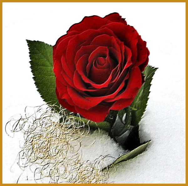 ROSE EMAILLIERT