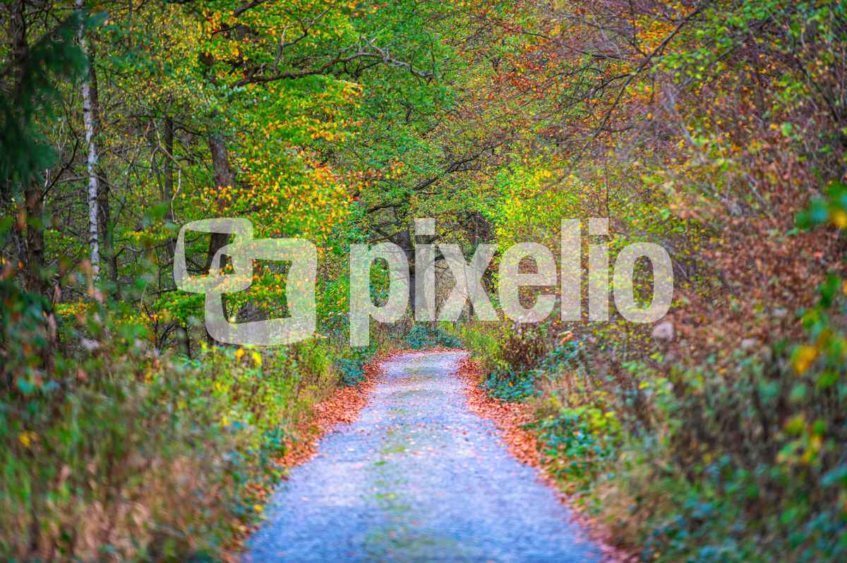 Waldweg im Herbst