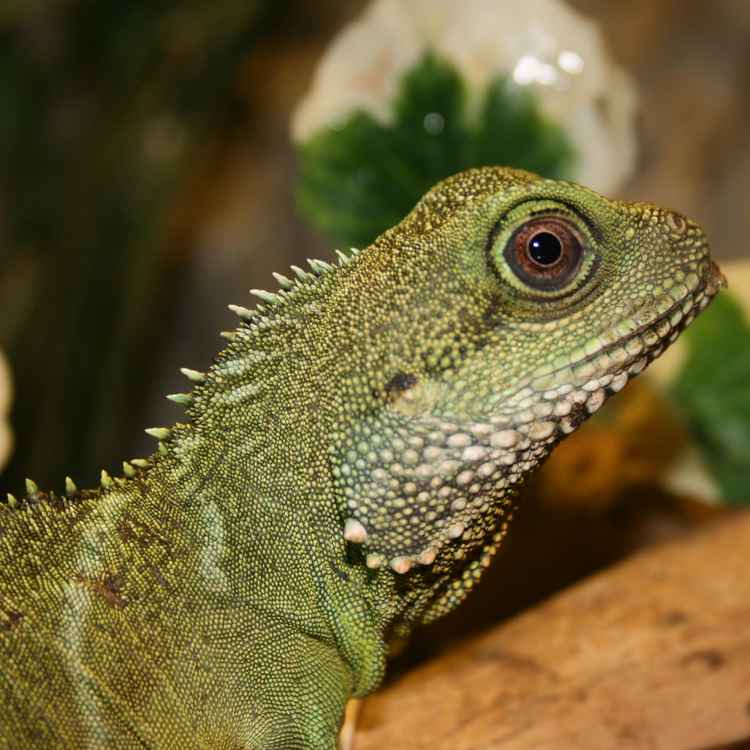 Wasseragamennachwuchs