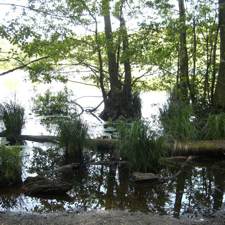See im Wald