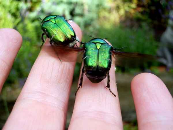 Startender Rosenkäfer