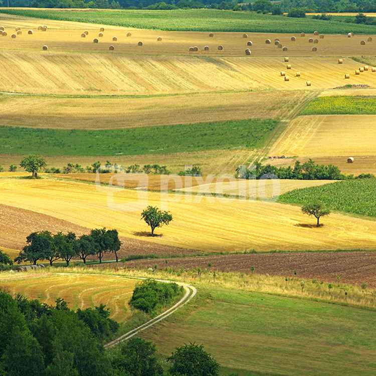 harvest time