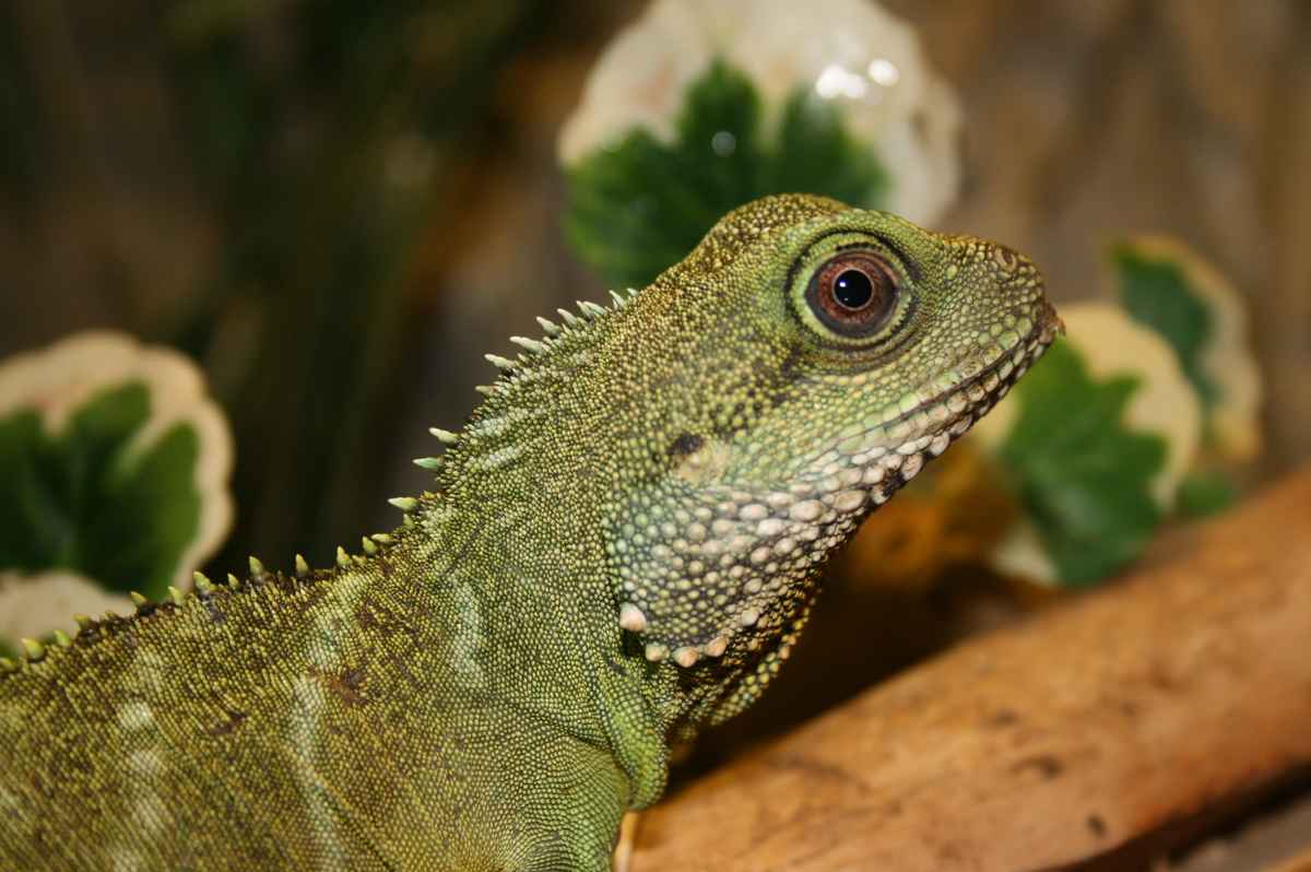 Wasseragamennachwuchs