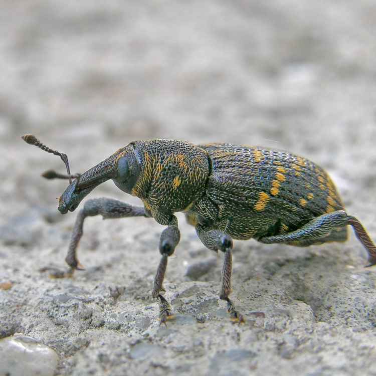 Zwerg Nase - Großer brauner Rüsselkäfer