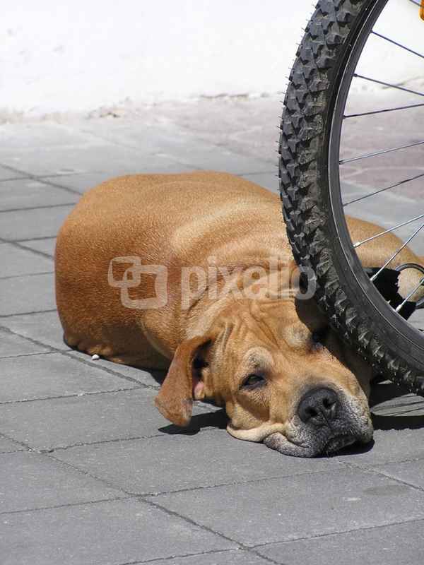 Hund liegt unter Fahrradreifen