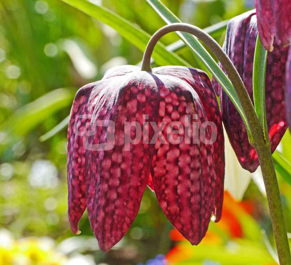 Schachbrettblume II