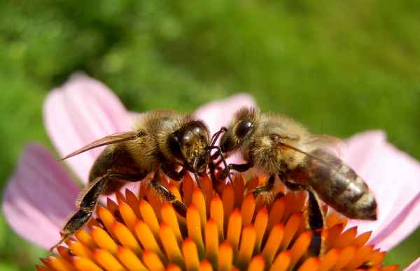Bienensprache I