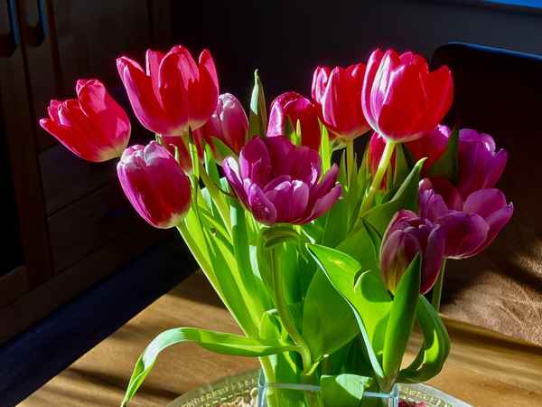 Tulpenstrau&szlig;